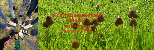 PSILOCYBIN Армянск